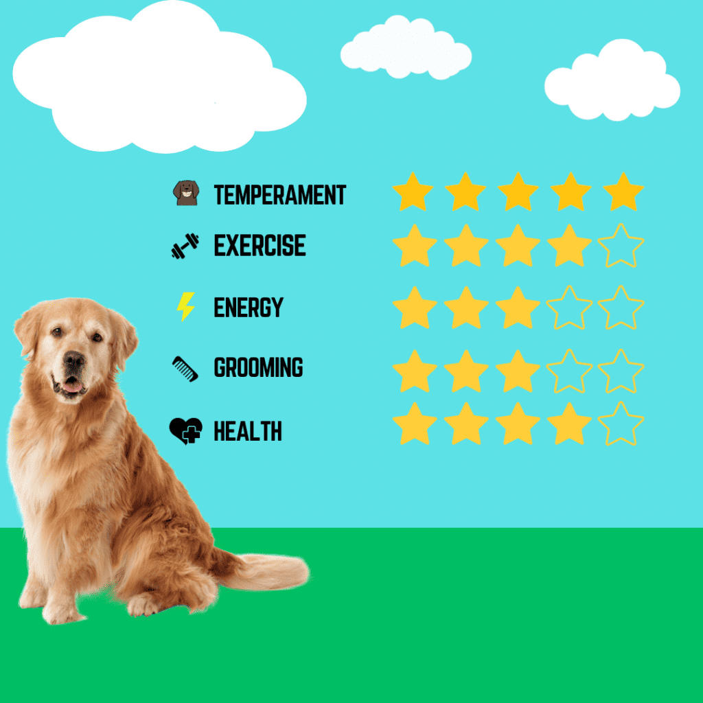 Golden Retriever Rating for top attributes.