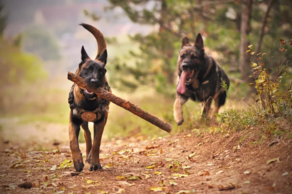  German Shepherds Playing. Dog Ownership