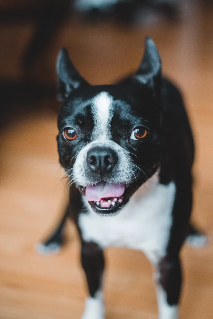 French Bulldog Posing for Camera 