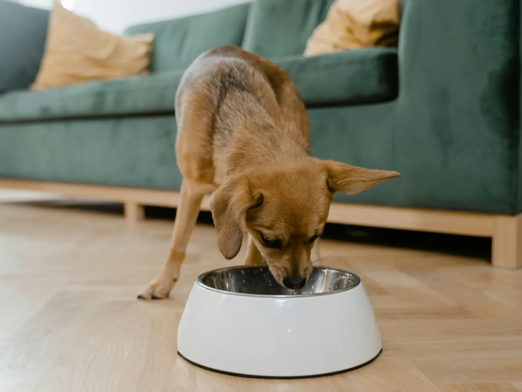 Dog Allergies: Eating the wrong food.